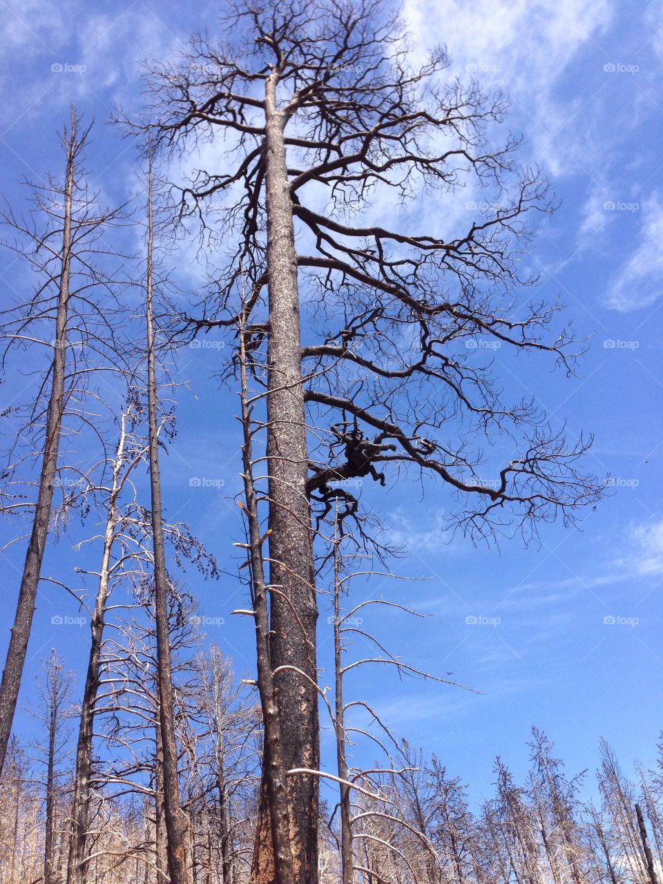 Looking up at Burned Tree. A burned tree stands tall after a devastating wildfire on Casper Mountain in Casper, Wyoming