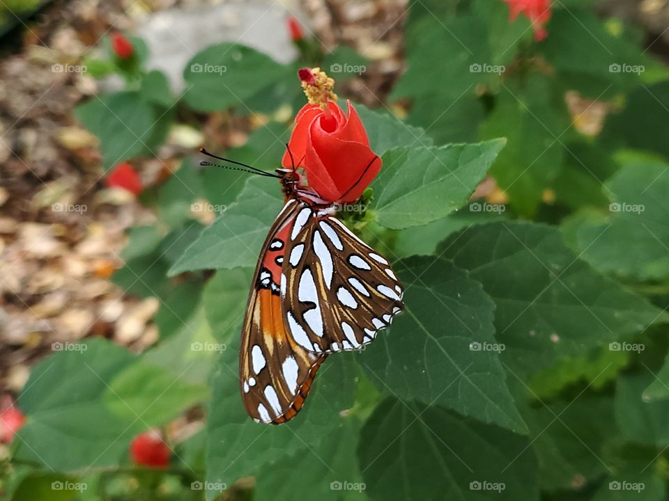 The Gulf fritillary, Agraulis vanillae (Linnaeus) feeding on the nectar of a red native turkscap flower.