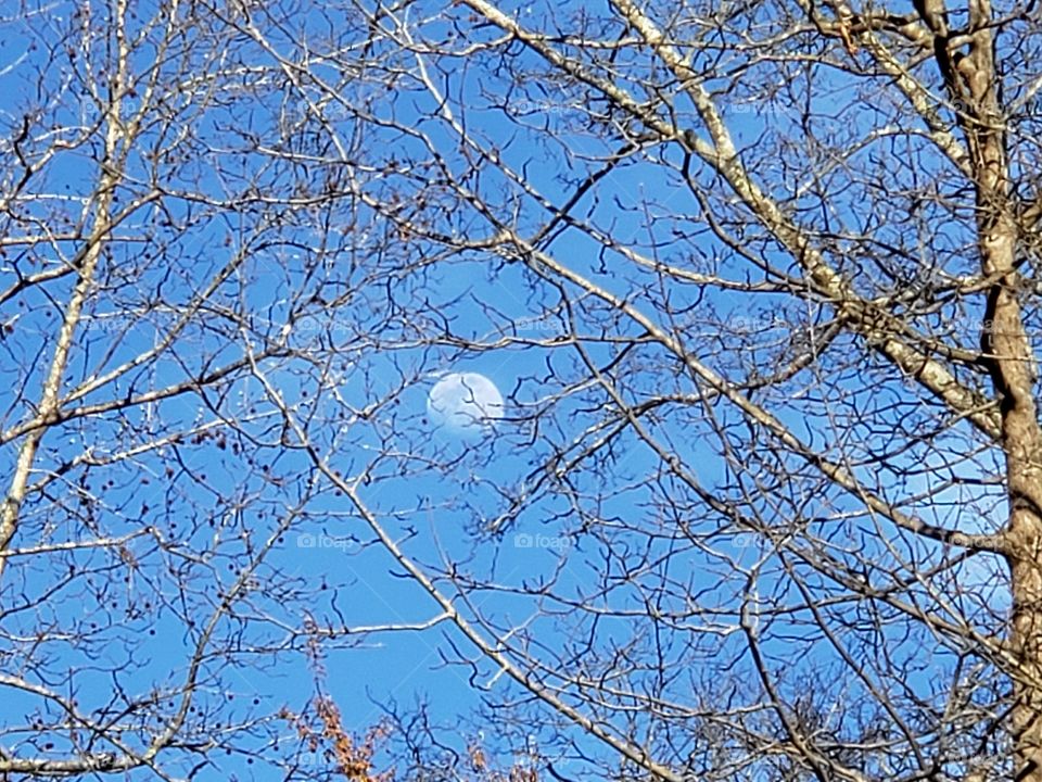 Spring moon