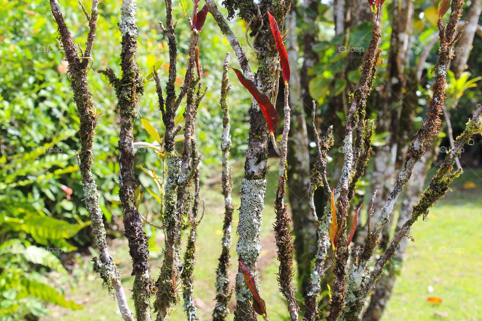 Lichens on the trees.  Beautiful and decorative tropical trees.  Costa Rica