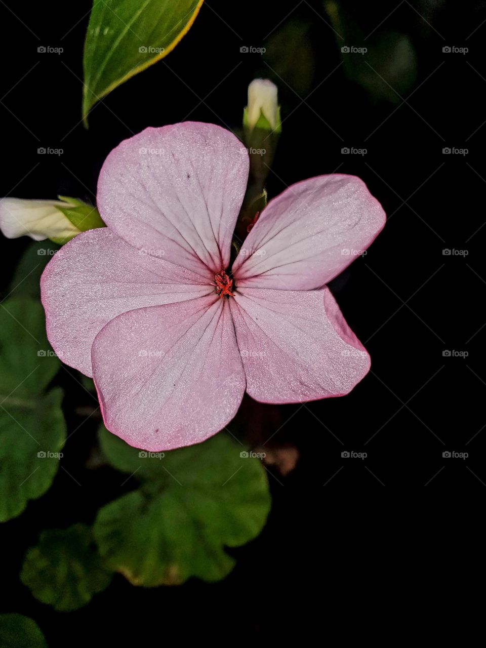 exotic geranium