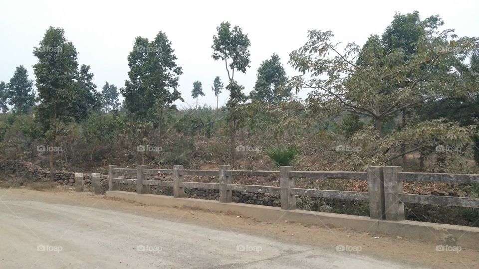 A bridge in the jungle.