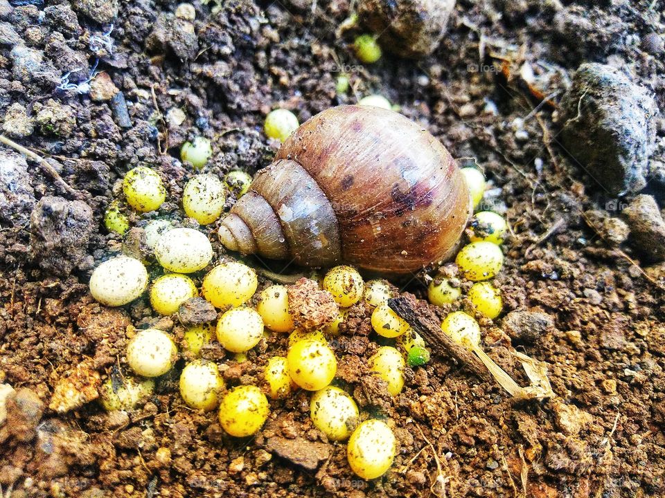 Snails with eggs