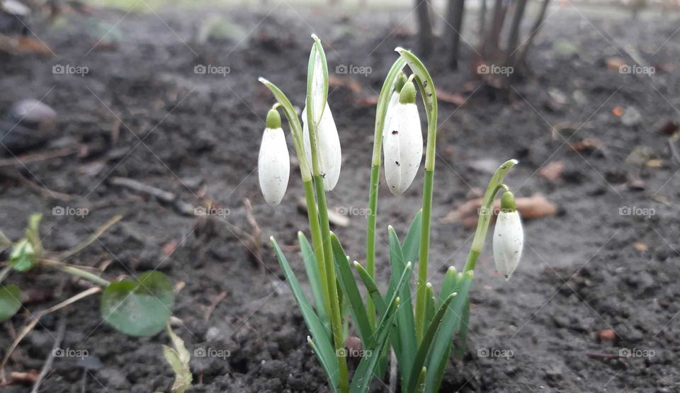 перші квіти весни