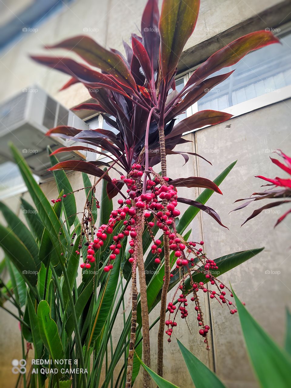 A diversidade das plantas no jardim colore o dia sem precisar do sol pra radiar a beleza