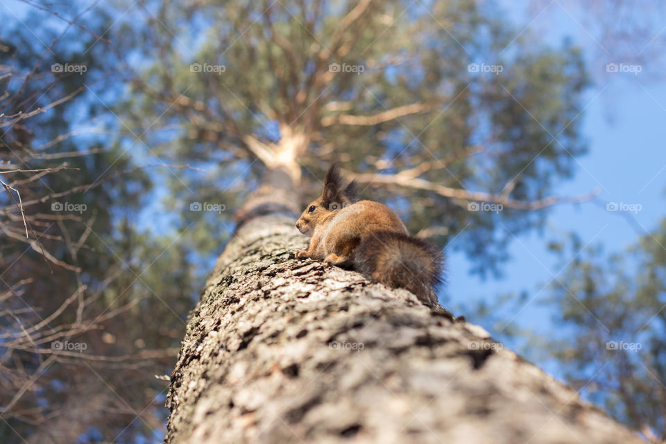 Red-haired squirrel with a fluffy tail looking around climbs a pine tree