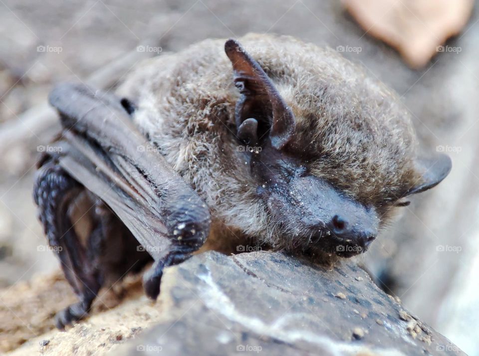 Nathusius's pipistrelle, Animal