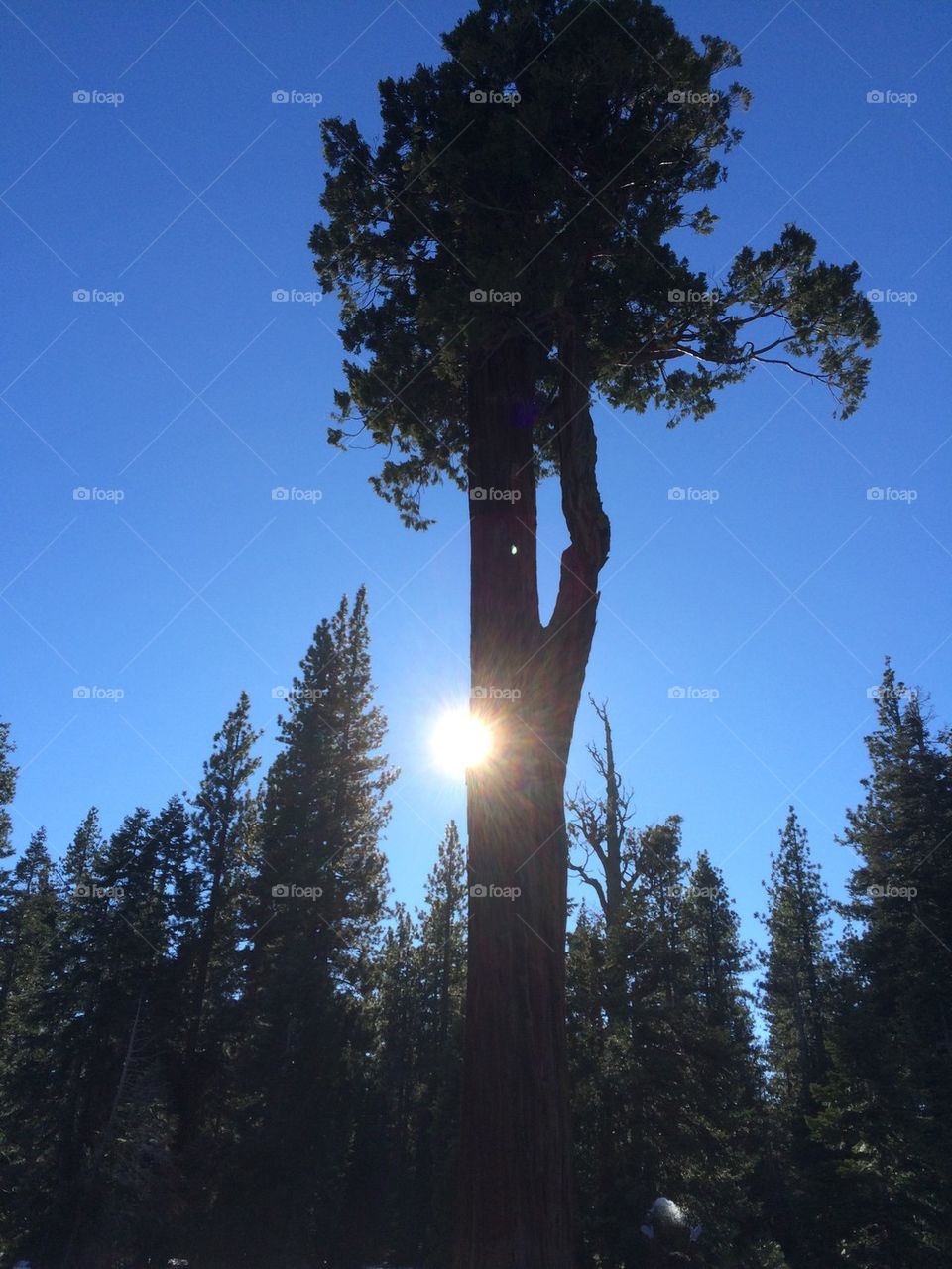 Redwood in Lake Tahoe
