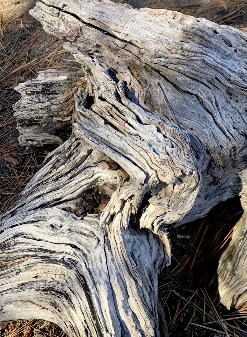 Close up driftwood branch woods