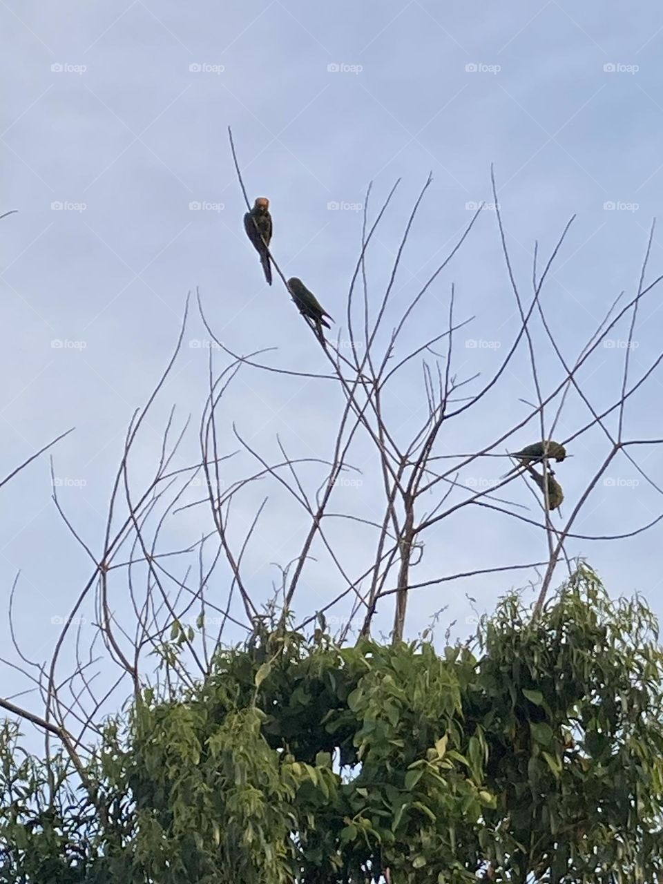 Dois casais de araras no alto de uma árvore com galhos secos. Ao céu azul levemente nublado.