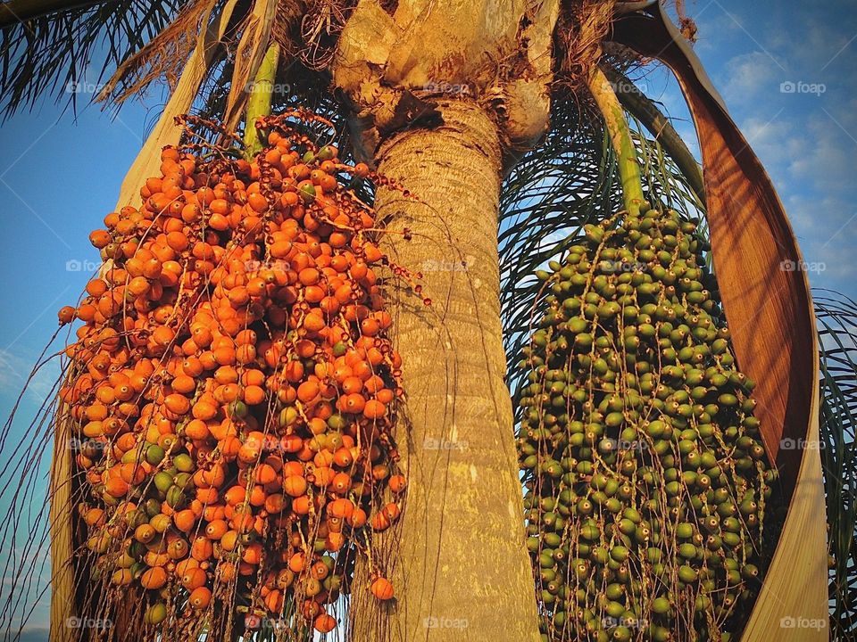 Palm nuts green and orange.