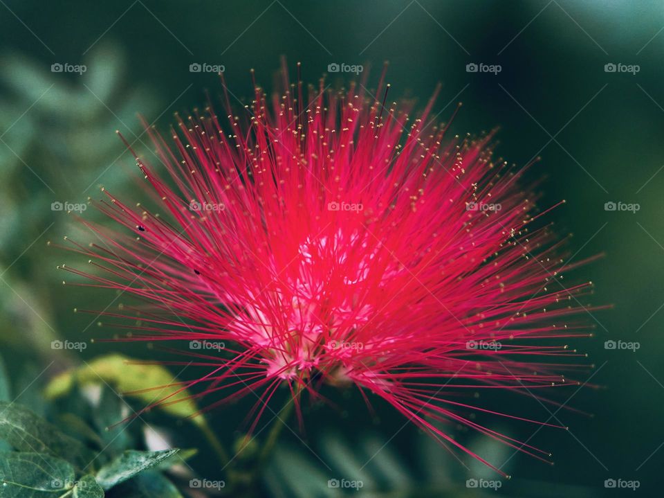 Persian silk flower- spikes 