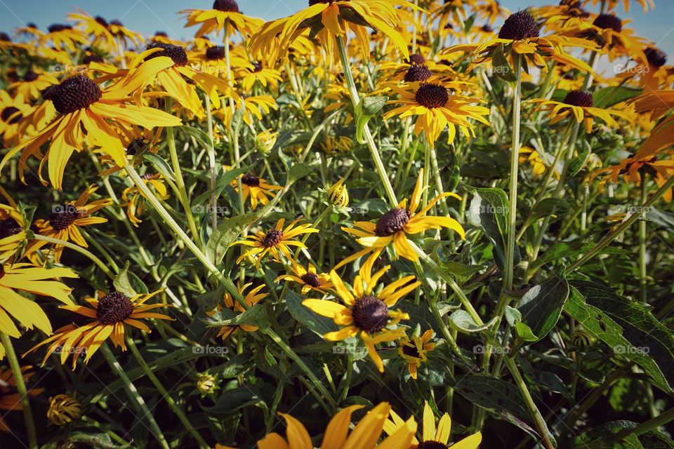 Black-eyed susan in field