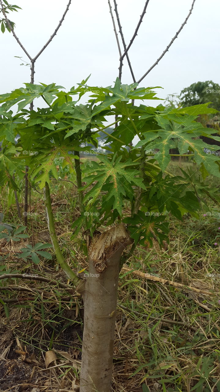 cassava seeds continue to grow even though they are cut