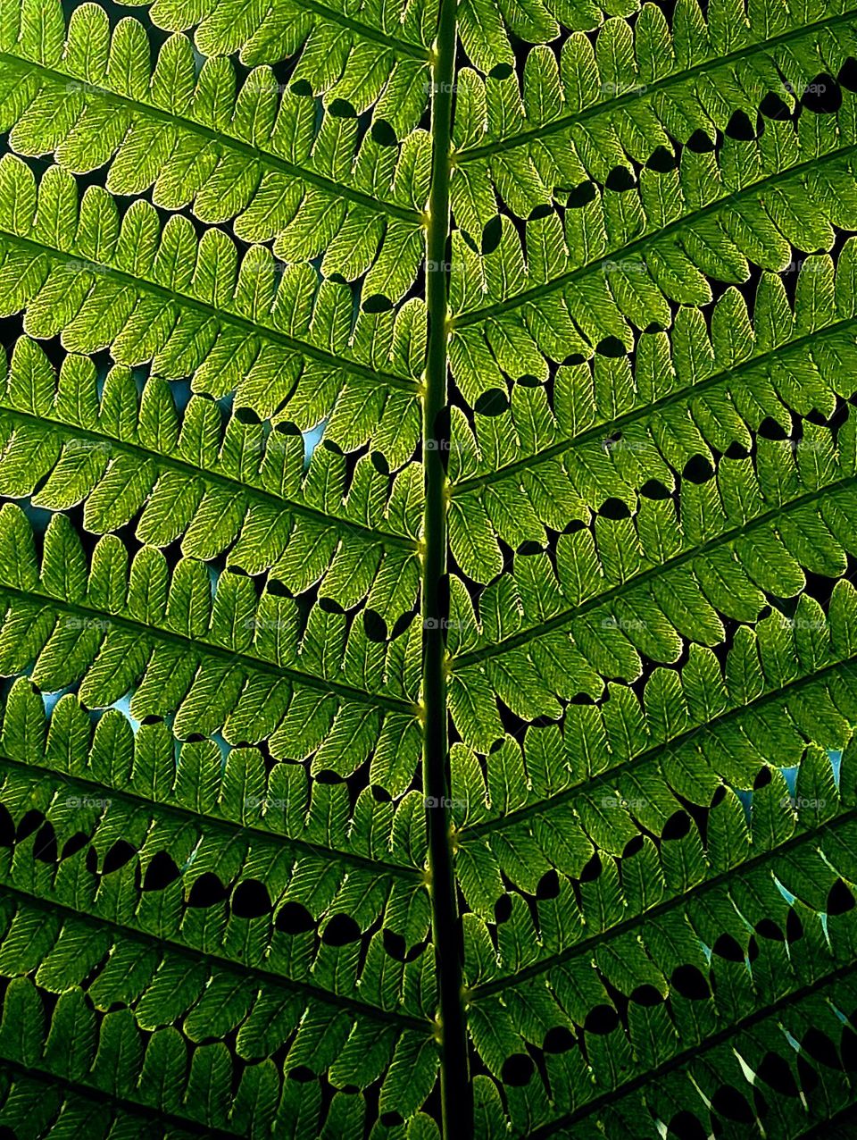 Beauty of a green  plant