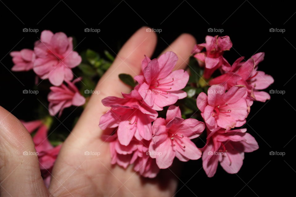 One of my favorite pictures of beautiful flowers in my hand
