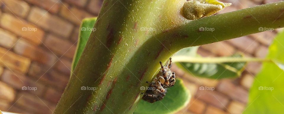 Tiny jumping spider up close and personal