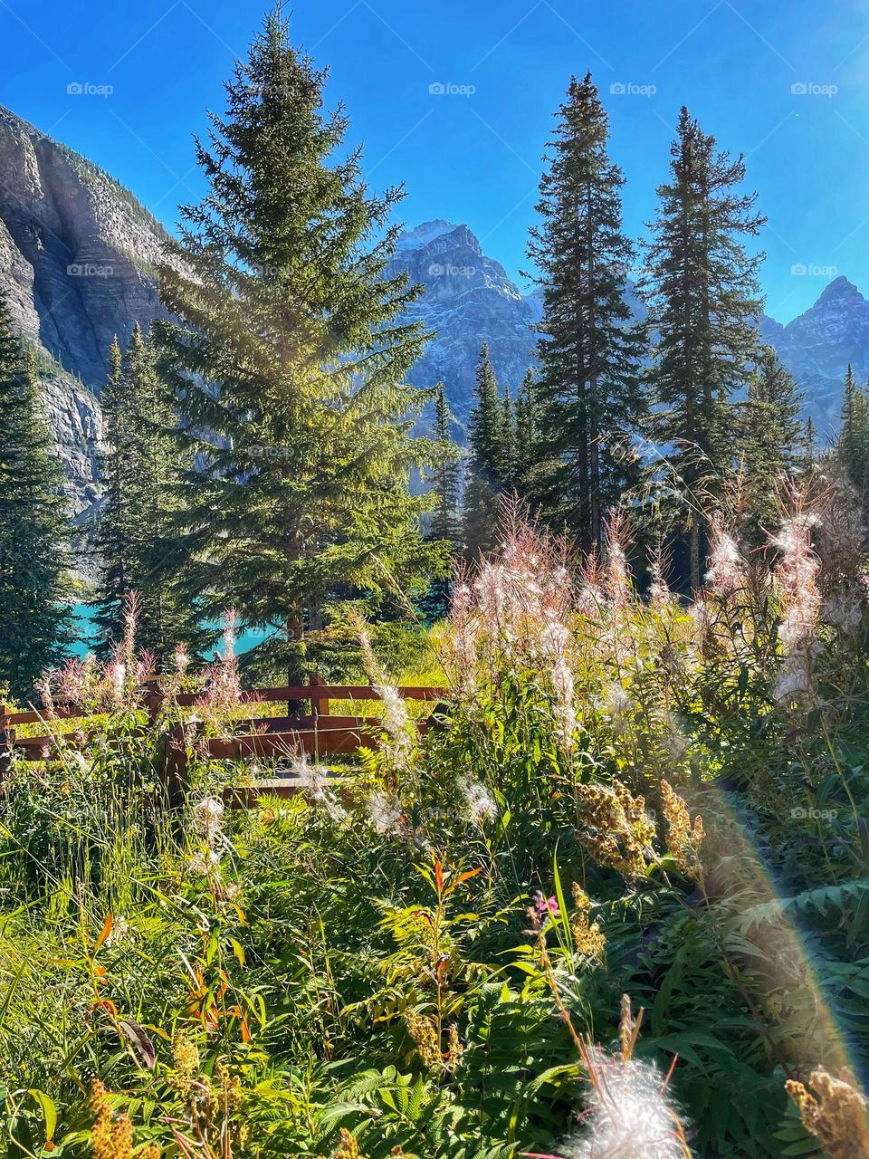 Canadian Rocky Mountains 