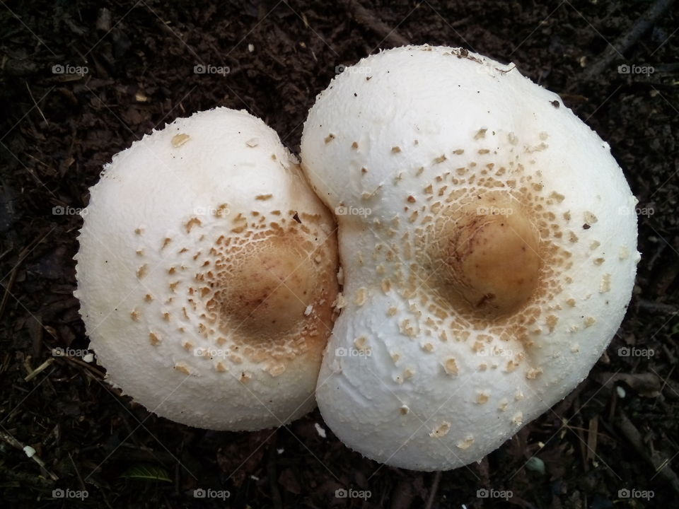 butten mushrooms - This is Wild mushroom which is not use for eating purpose.
