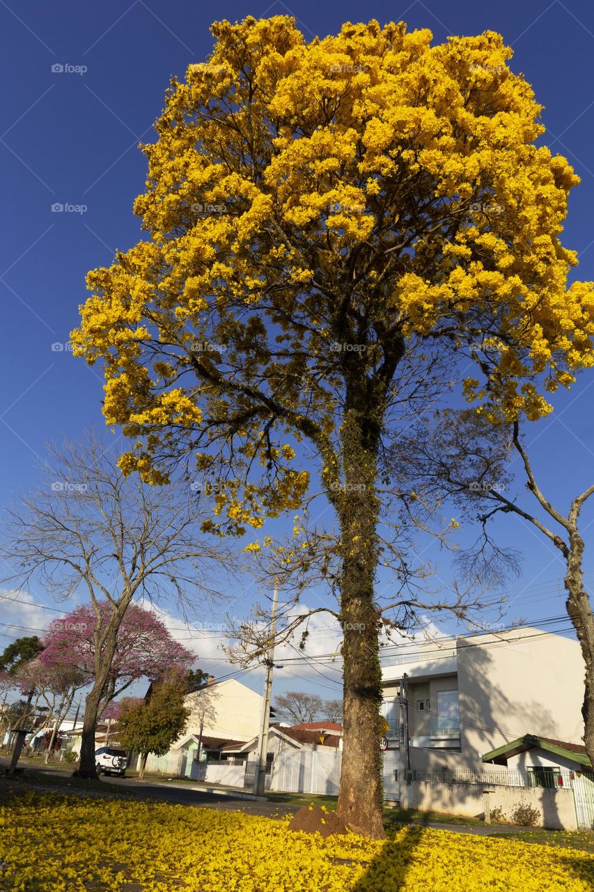 Flowering of yellow ipe.