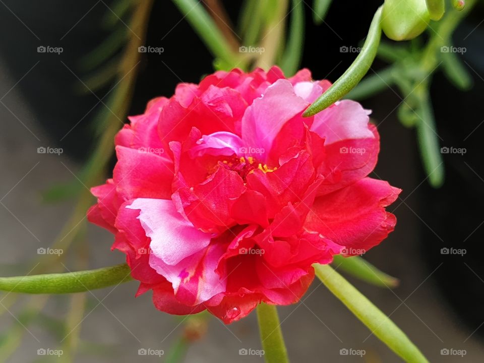 the Portulaca Grandiflora