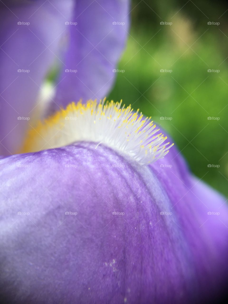 Iris closeup