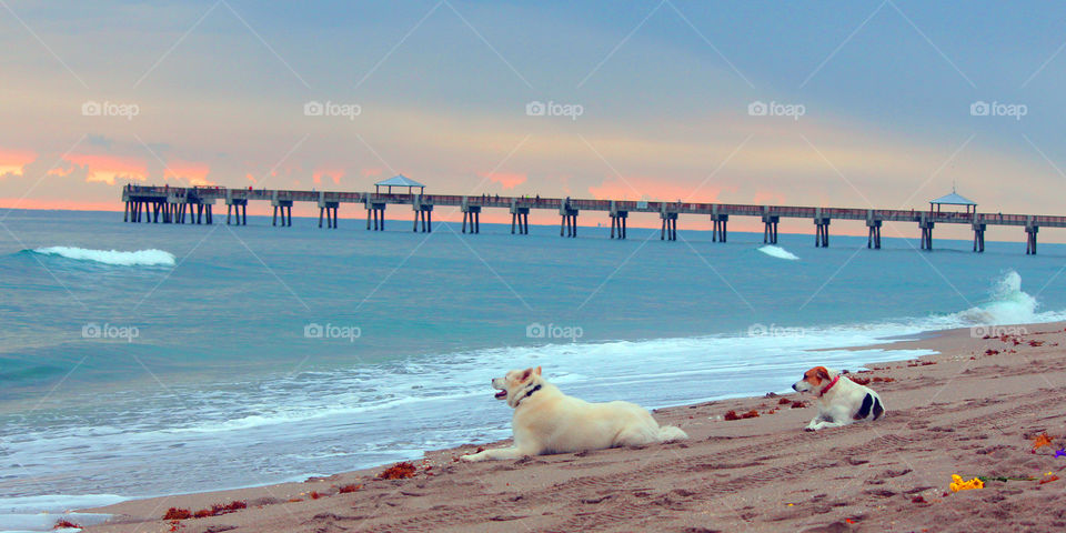 Dogs on the beach