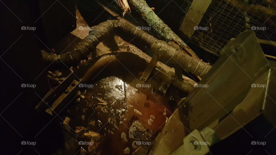 tree struck by locomotive