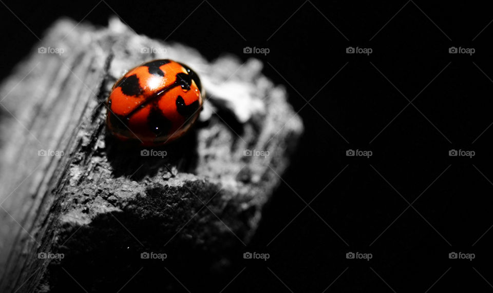 Close-up of lady bug on rock
