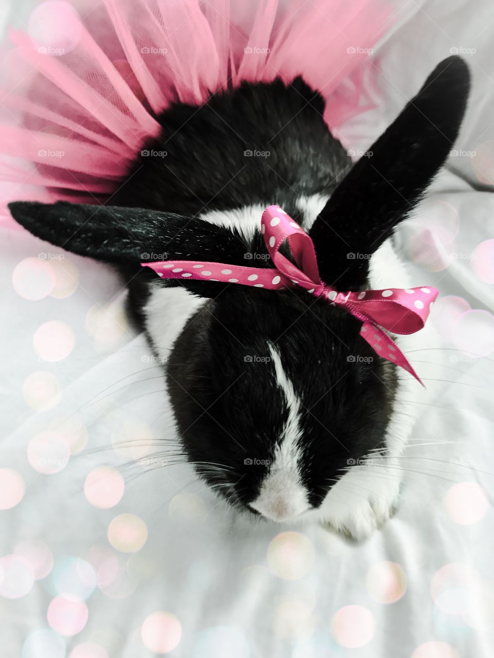 Ballerina bunny being pretty 