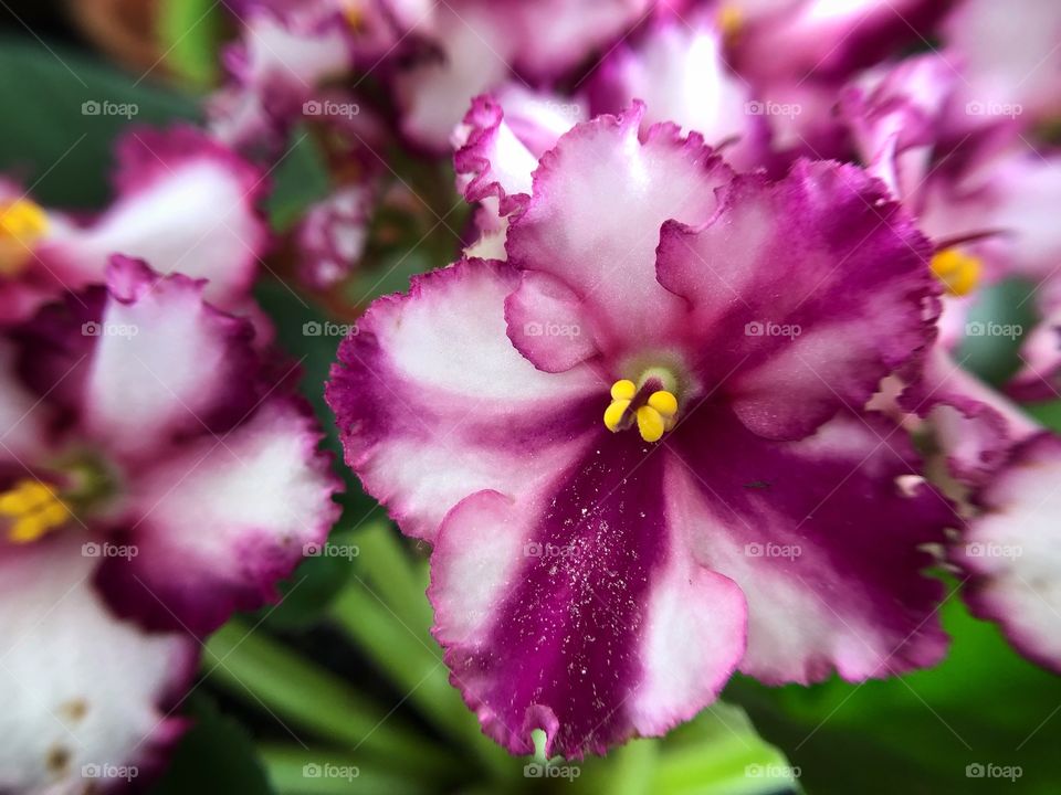 Violets... a small flower, which colors vary from violet, to tiptoe to white, and that represents modesty. A beautiful and cute flower...