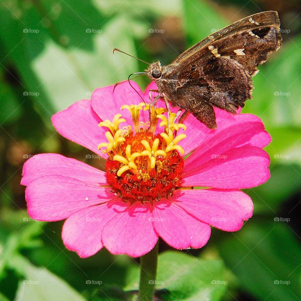 a colorful butterfly on the rose and yellow flower