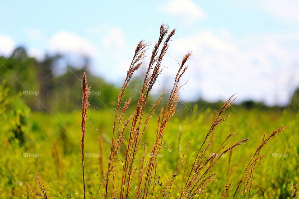 Close-up of stalk of grass in agriculture land