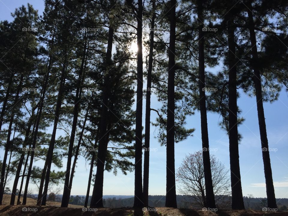 Sun amongst the pines