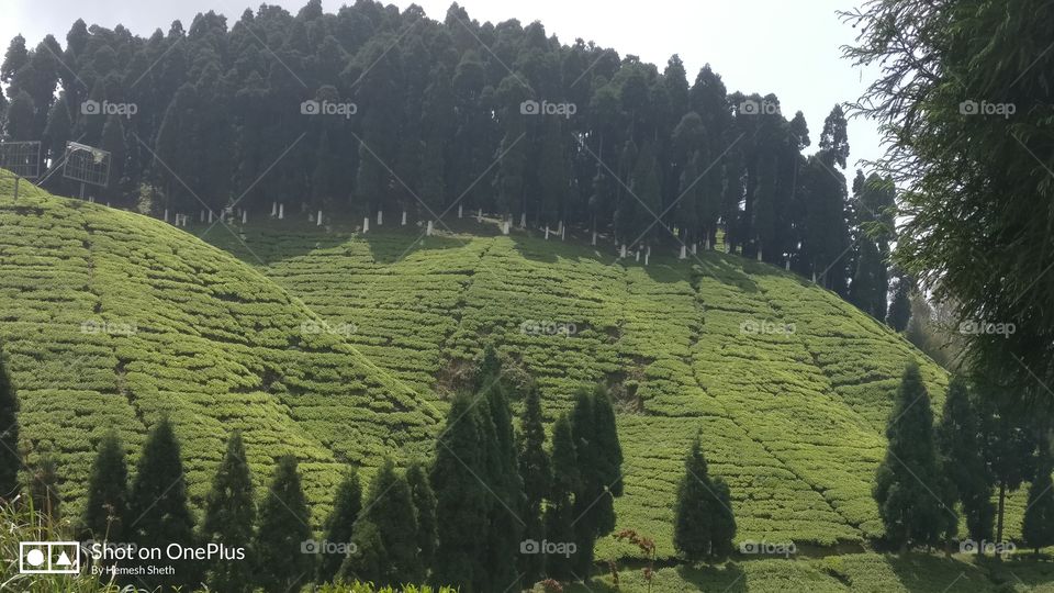 Beautiful atmosphere and green every where, tea gardens at Darjeeling, India, famous for its TEA across the world!