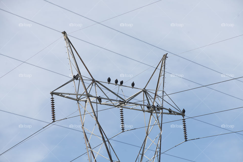 A Committee of Vultures on Power Lines 
