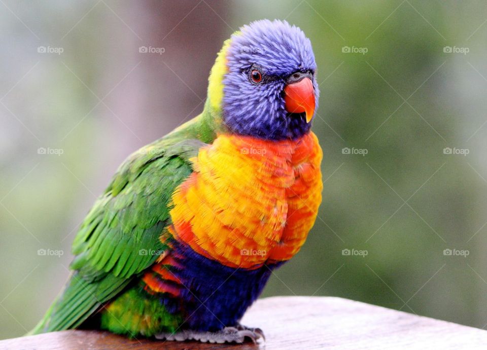 Parakeet in Australia m