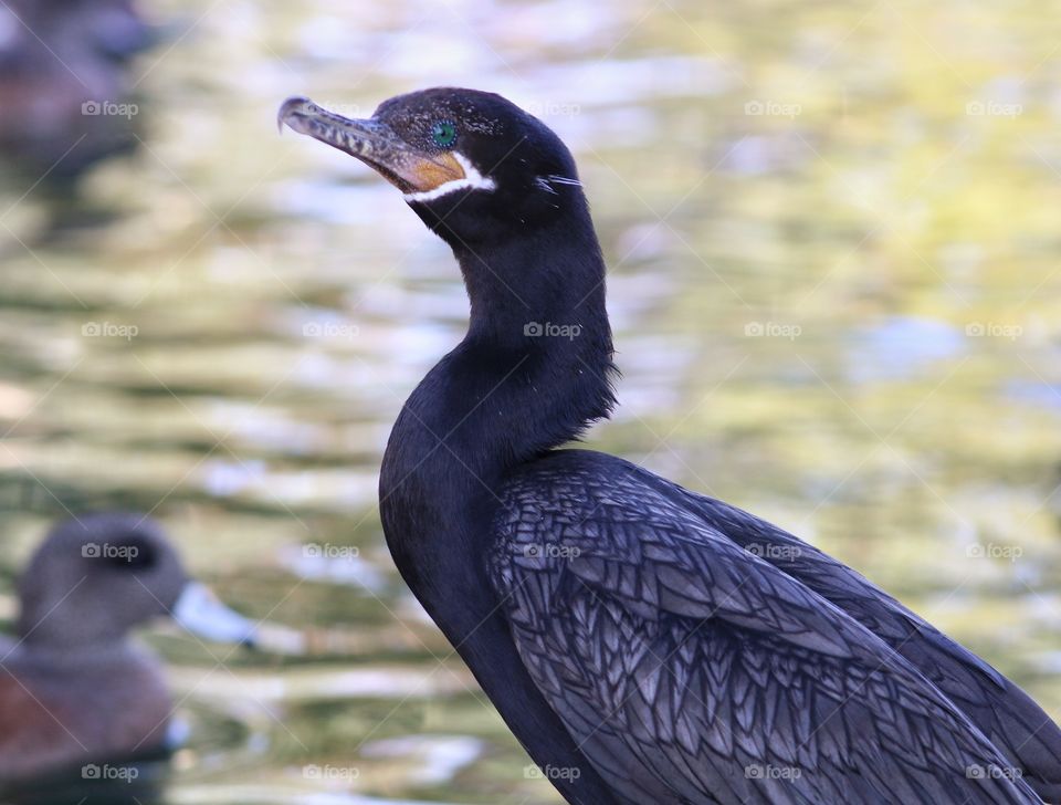 close up photo of double-crested cormorant - with stringy black feathers