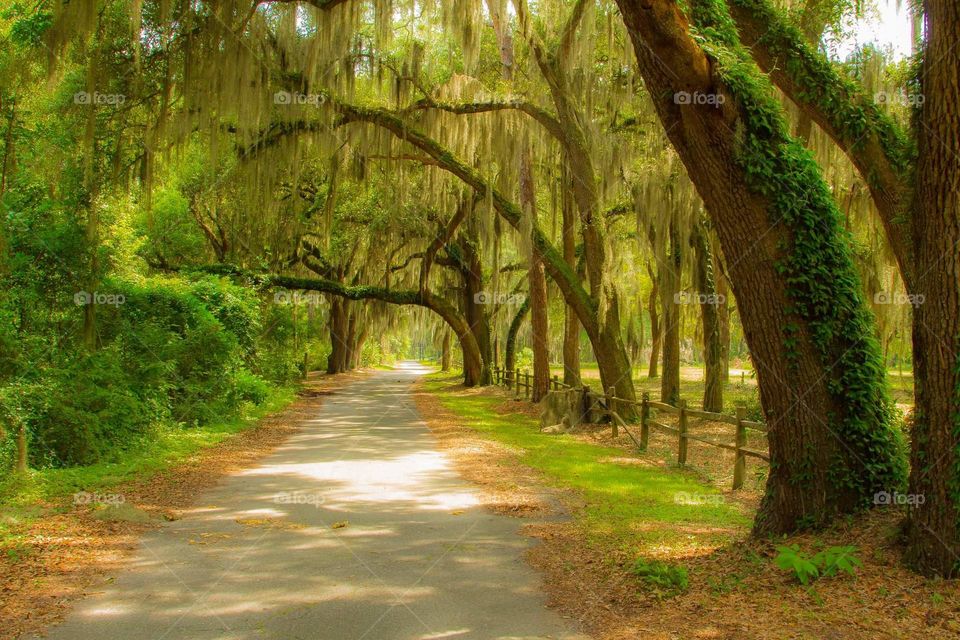 Moss lined side road