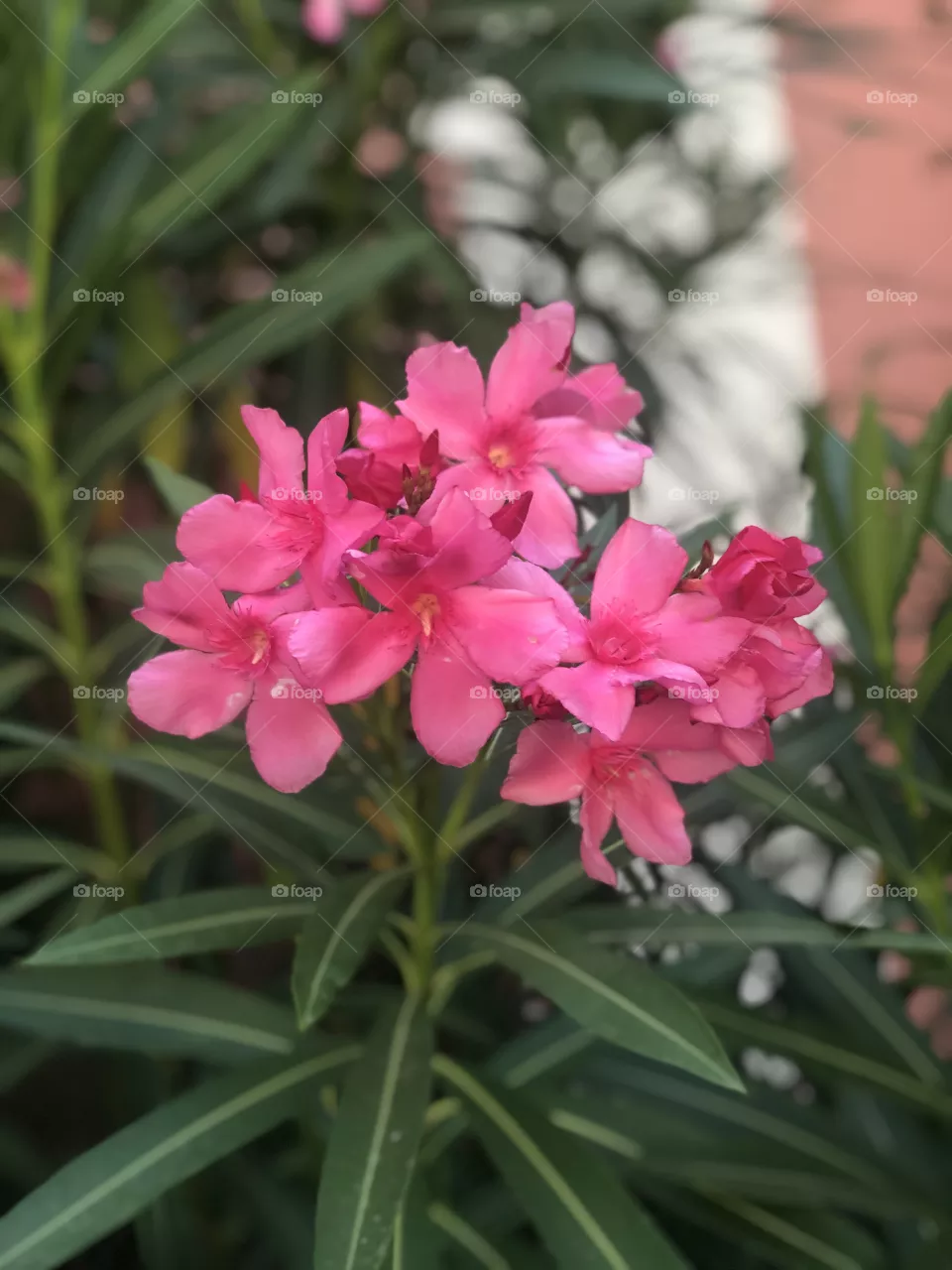 Flowers in Summer
