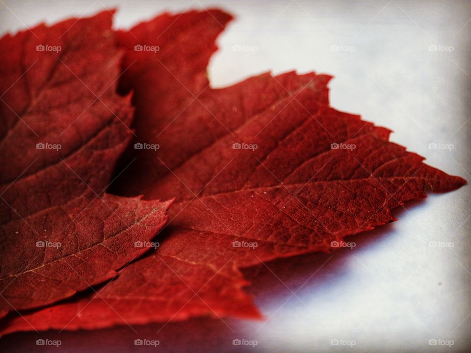 autumn leaves close up