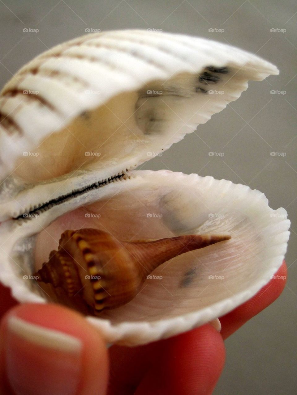 Seashell secret