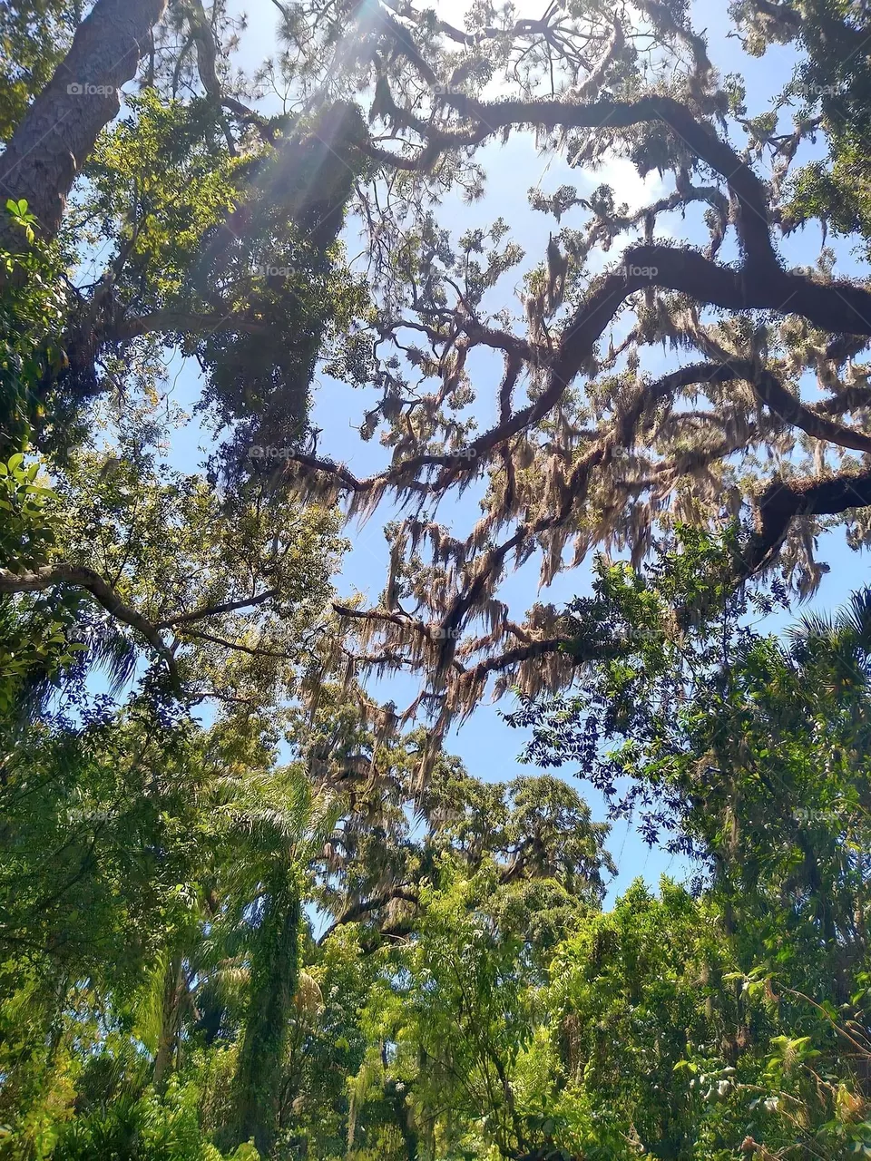 Looking up through the trees 