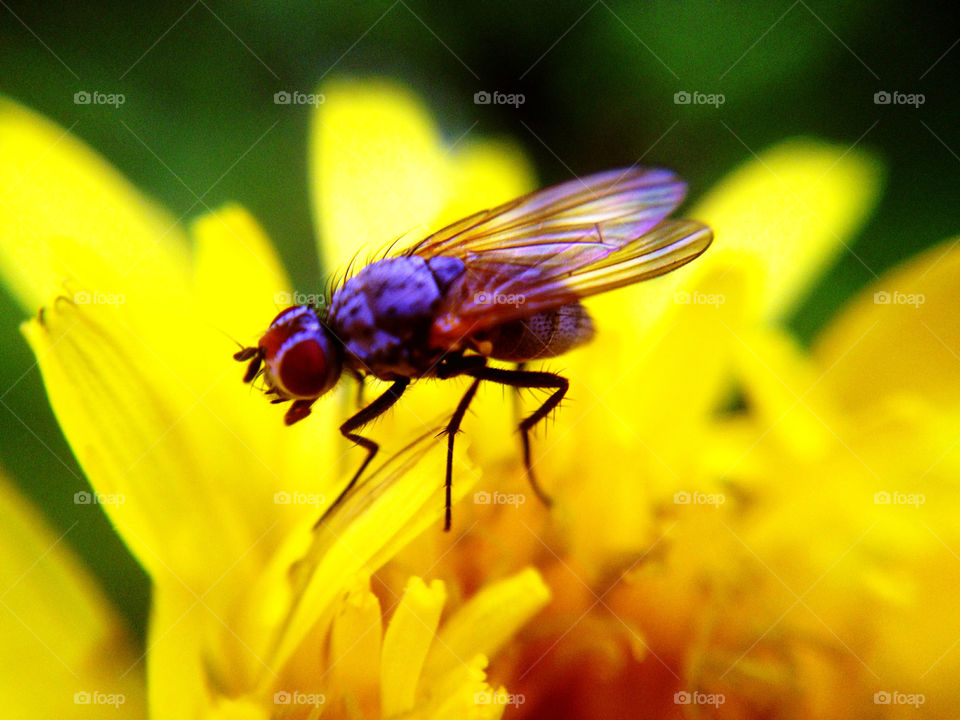 macro of a tiny fly in a flower