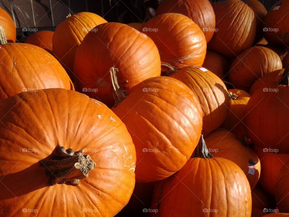 pumpkins