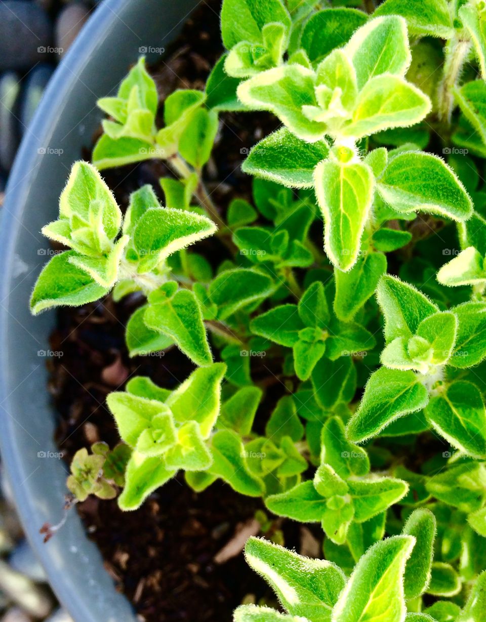Herbal. Oregano grown from seed in my garden.