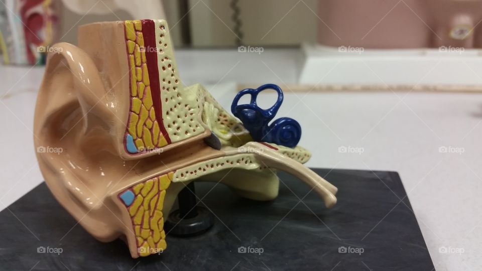 Ear (inner) replica