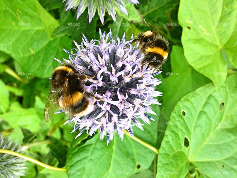 Bees on thistle