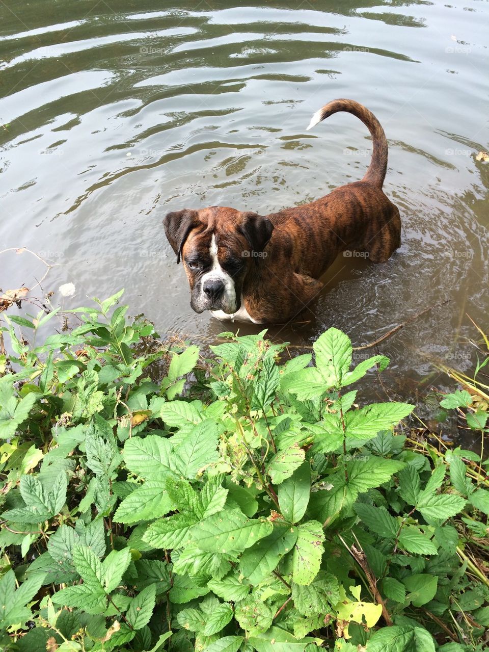 Reggie having a swim