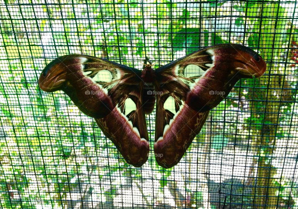Barong Butterfly (atlast moth)